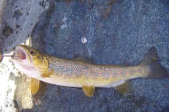 fario over 20