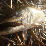 Shikey Lures