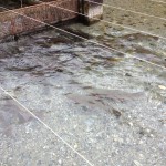 il torrente che alleva le trote - Mittagsee