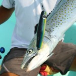 Oliffo Living Lures