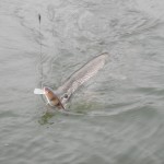 Oliffo Living Lures