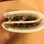 soft foam case for fishing lures