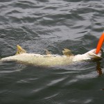 Oliffo Living Lures