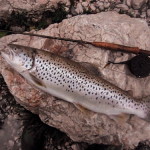 fly fishing in tolmin soca river slovenia