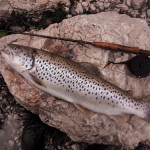 fly fishing in tolmin soca river slovenia