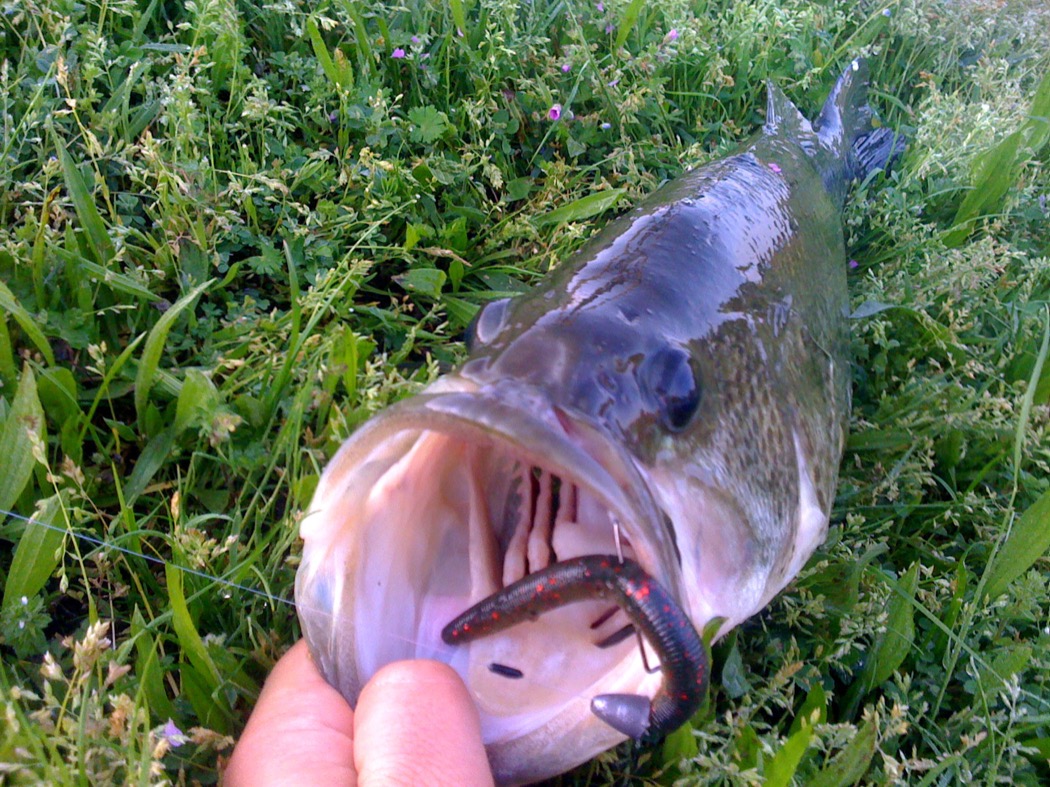 Black bass 52 cm catturato a gomma vicino a Milano
