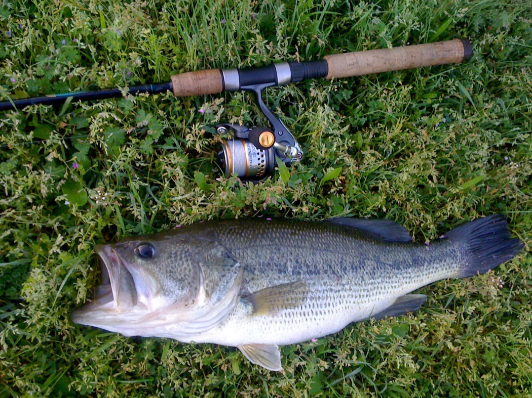 Black bass di 52 cm preso a spinning in una cava vicino a Milano