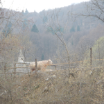 Mucca e Chiesa in Valsesia