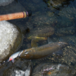 Trota Fario e rapala cd 9