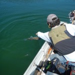 La resa del Luccio Perca