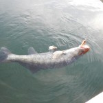 Luccio Perca in acqua