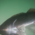 Luccio Perca in acqua