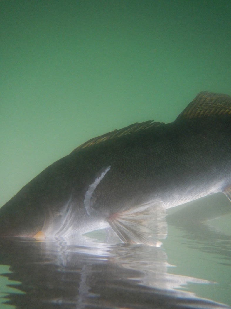Luccio Perca in acqua