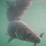 Luccio Perca in acqua