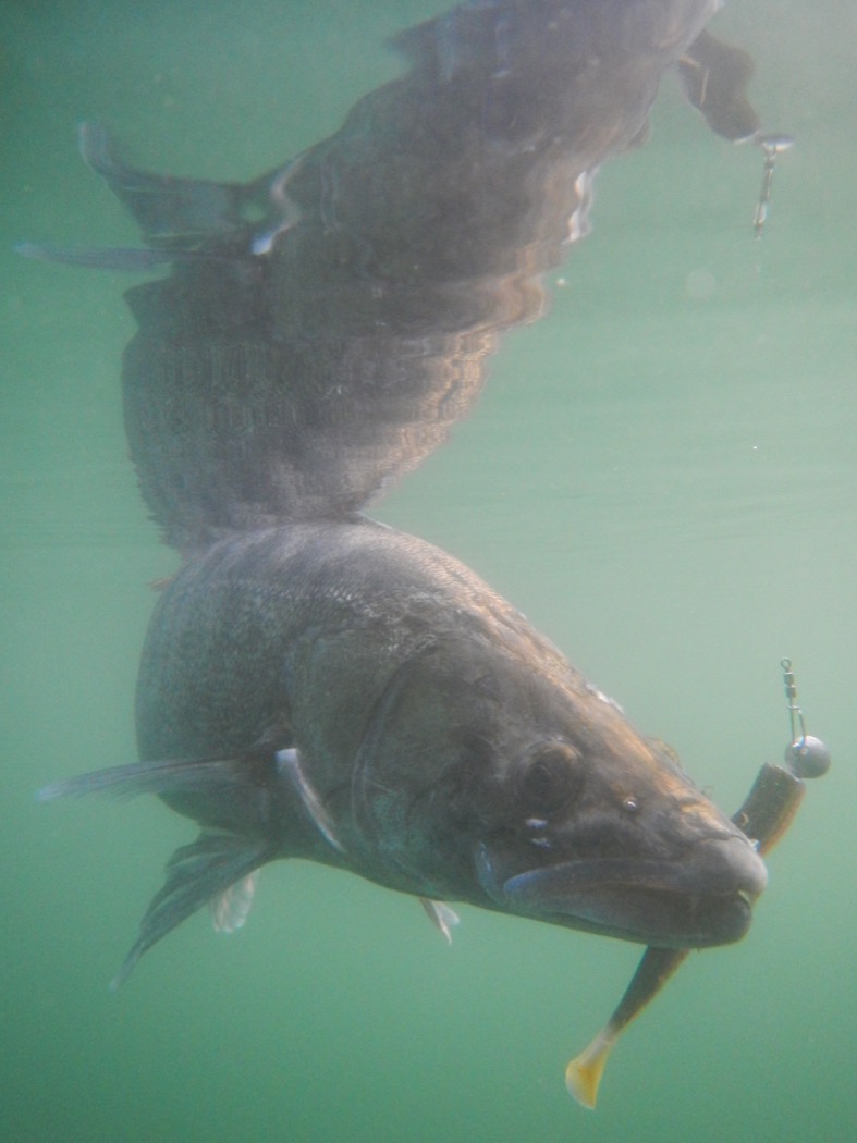 Luccio Perca in acqua