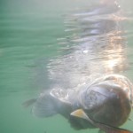 Luccio Perca in acqua