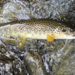 Fario magnifica in Sermenza