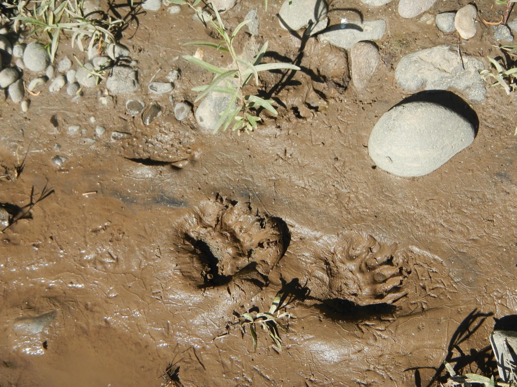Bear footprint - Impronte di orso
