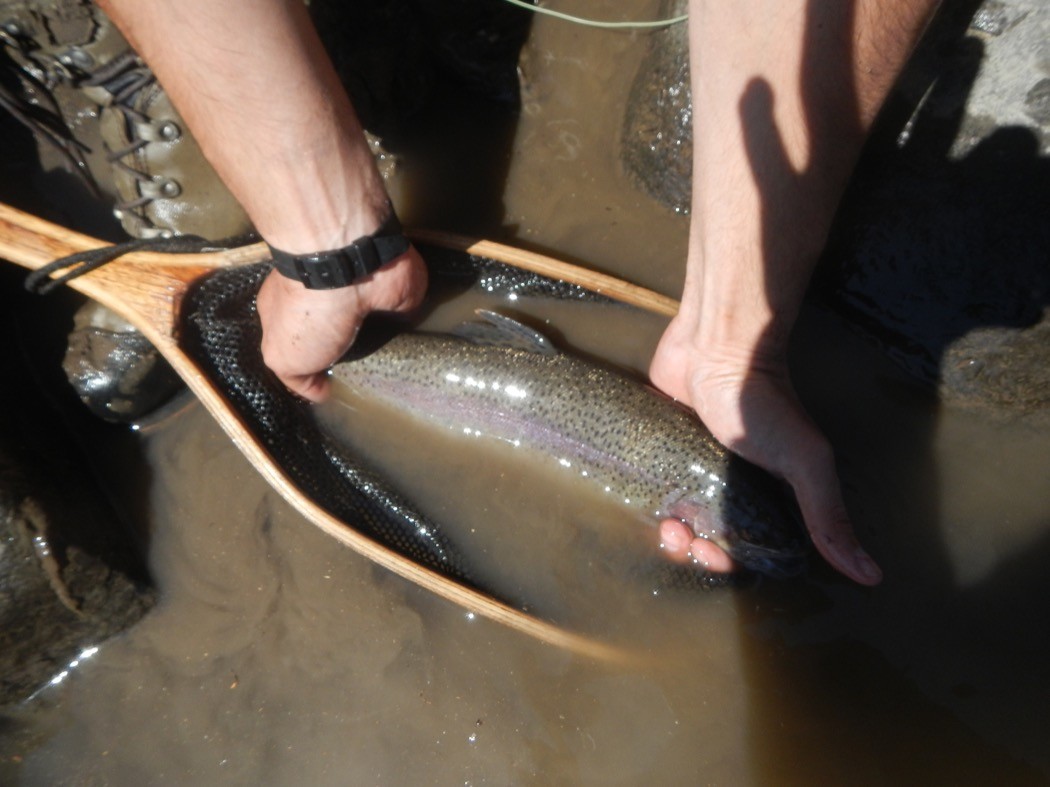 Rainbow Trout, Iridea Pietro