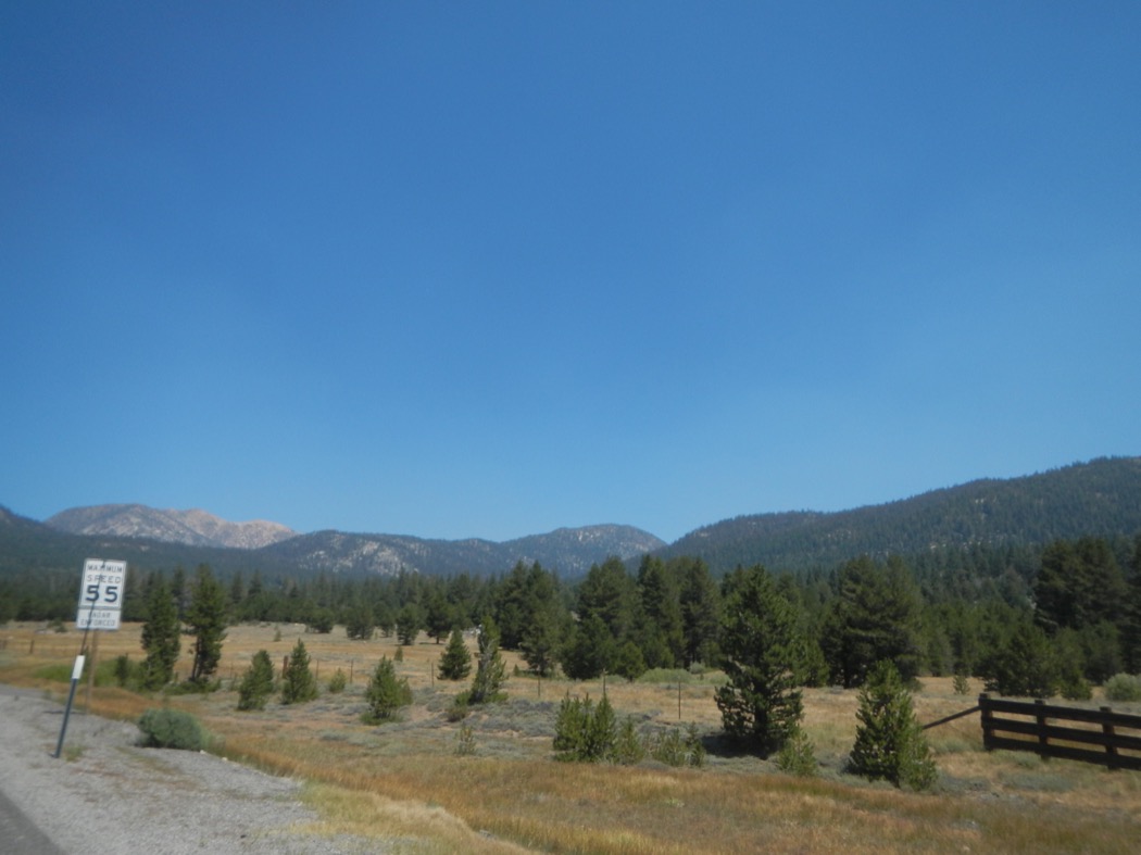 Boschi della California