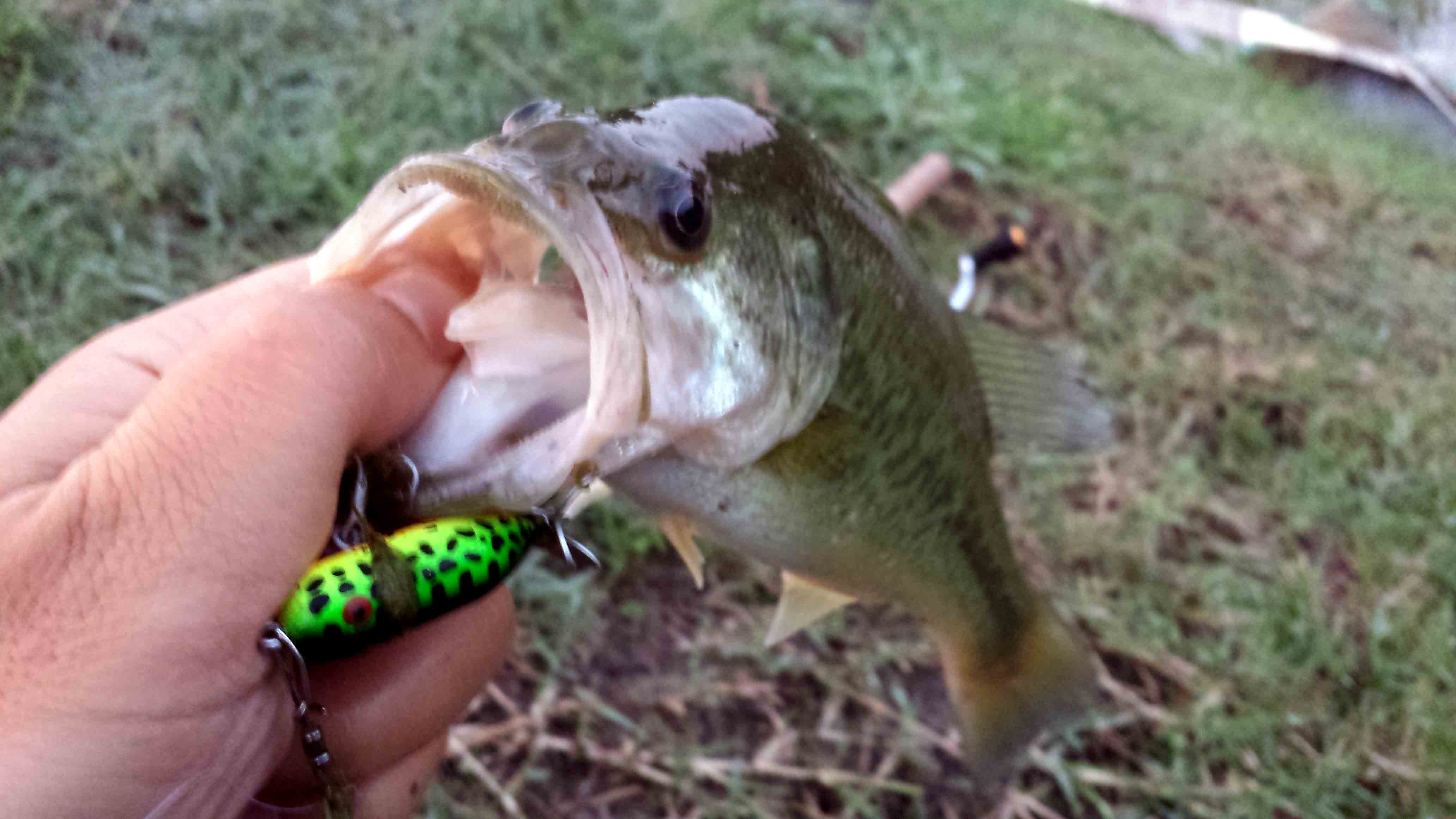 Black bass topwater con propeller