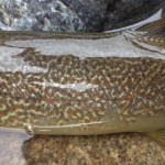 mimetismo livrea trota marmorata