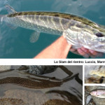 Luccio Marmorata Fario Iridea