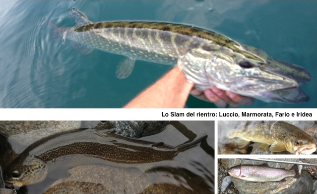 Luccio Marmorata Fario Iridea