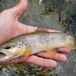 livrea fario zebrata
