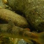 livrea fario zebrata