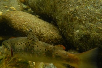 livrea fario zebrata