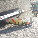 Shimano Yasei Jerk 4oz & Perch Storm