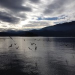 Gabbiani al tramonto sul lago