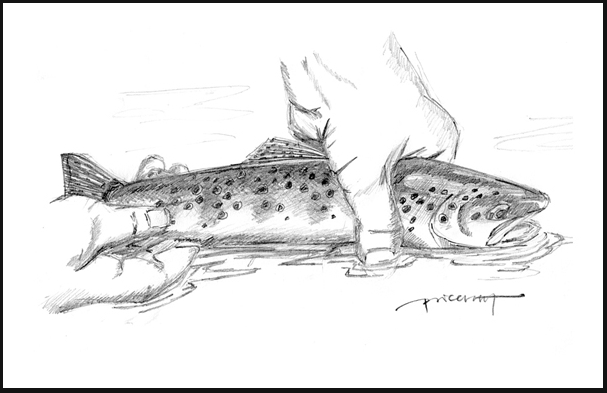 Disegno Trota