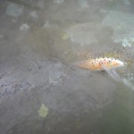 Rapala CD 11 brown trout