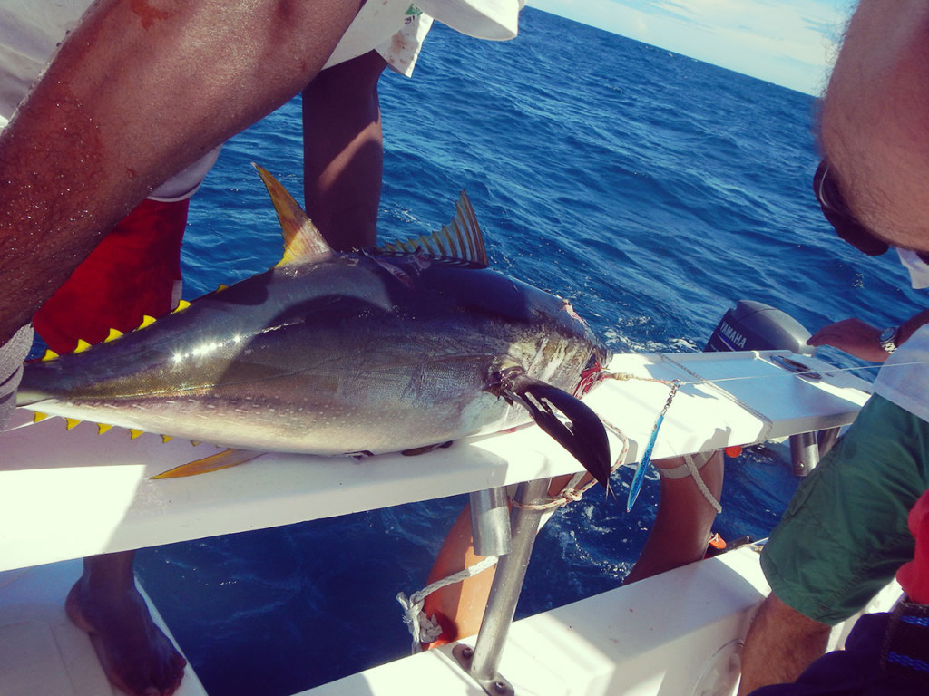 Yellofin smangiucchiato da squalo