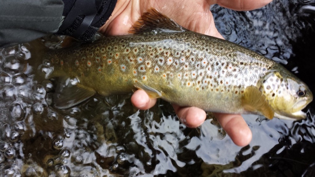 Trota fario dalla livrea strepitosa