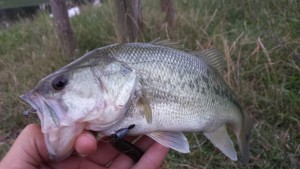 Bass milanese
