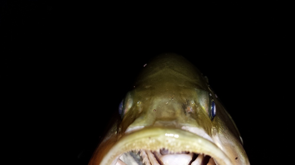 Bass preso a buio fatto