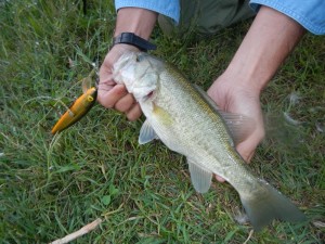 Bass preso a Jerk