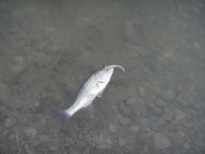 Ultime fasi della cattura di un bass