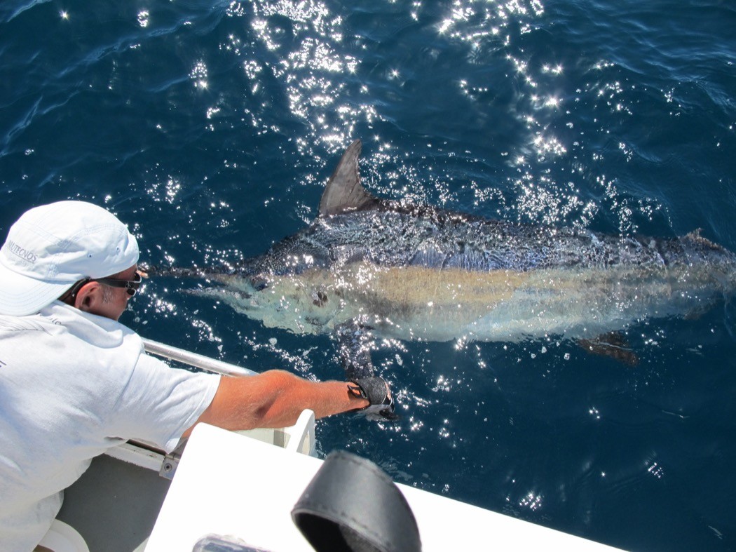 release black marlin