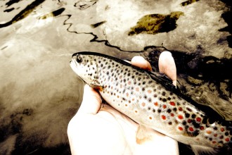 Aspettando l'apertura della pesca alla trota