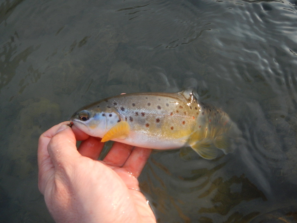 Piccola fario meravigliosa a ninfa