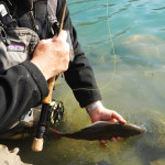 patagonia fly fishing catch and release