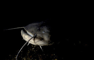 siluro