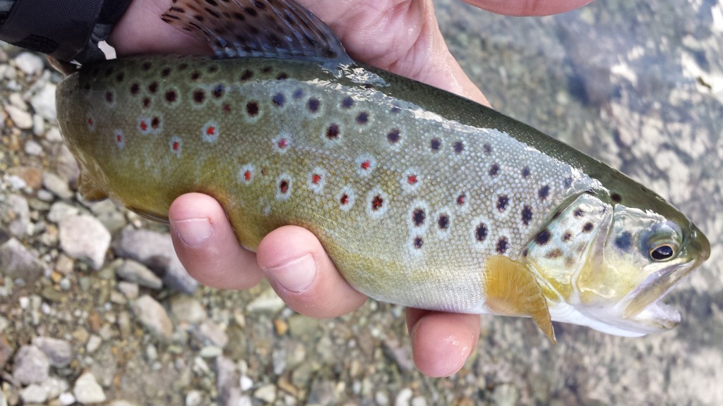 Fario spettacolare del lago alpino!