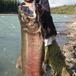 record big king salmon pietro invernizzi salmone