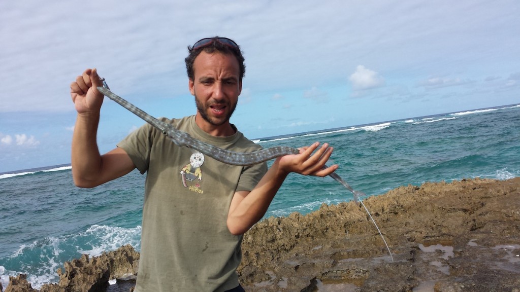 Pesce trombetta preso a Rodrigues