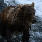 Grizzly in pesca!